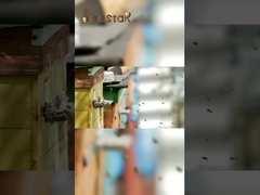 천연 10-HDA 유기농 신선 로얄젤리 건강 관리용 순수 로얄젤리