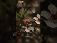 500g UMF10+ 순수한 마누카 꿀 마누카 자연 벌꿀 순수한 원시 꿀