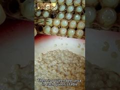 벌꿀 제품 고함량 10-HDA 유기농 생 로열젤리 순수 생 여왕벌 먹이