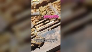 '보라색 금'이라 불리는 프로폴리스가 어떻게 추출되는지 아시나요?