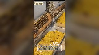 꿀벌 꽃가루가 꿀벌의 다리에서 어떻게 떨어지는지 아시나요?