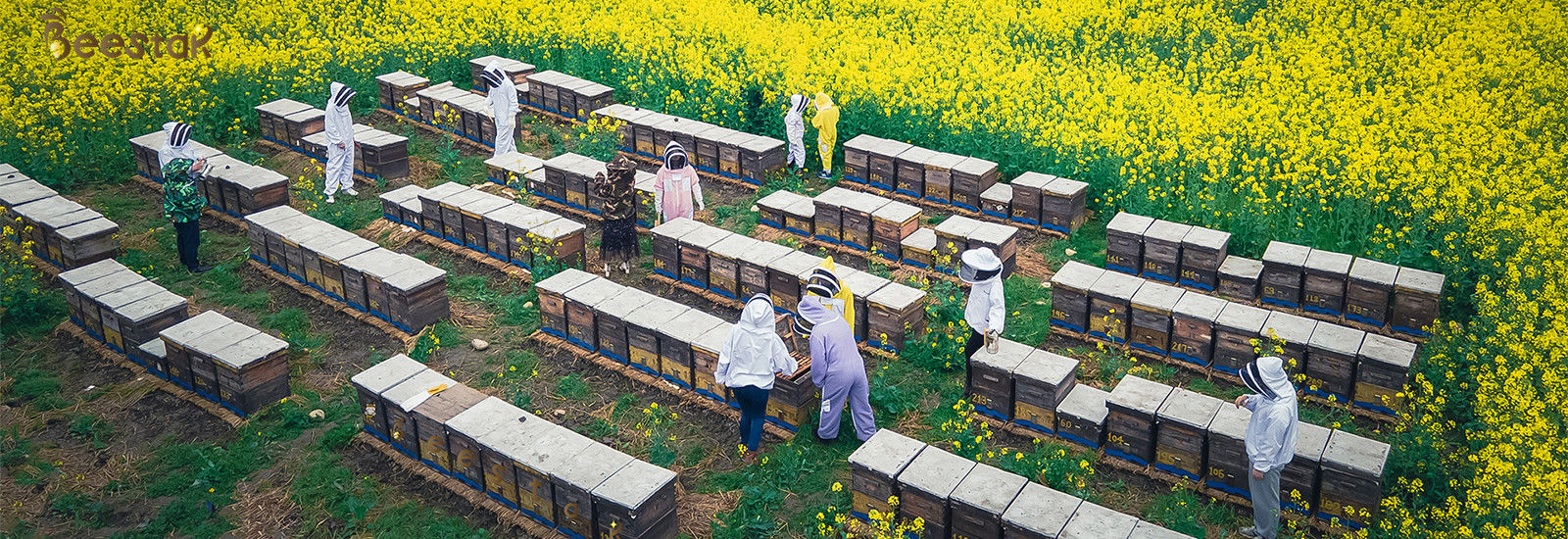 품질 자연적 벌 꿀 공장
