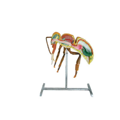 양봉 도구 양봉 장비 60cm 110cm 높이 꿀벌 해부학 모델